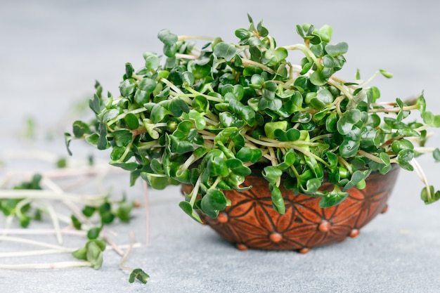 Rauwe groene organische radijs of daikon Microgreens