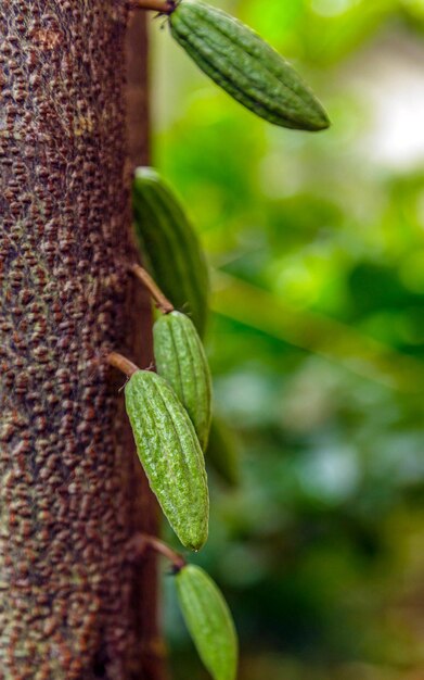 Rauwe kleine groene cacaopeulen die groeiend cacaofruit oogsten dat aan een boomcacao hangt