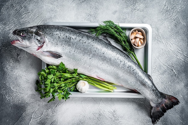 Rauwe, ongekookte zee zalm hele vis in een bakje met kruiden