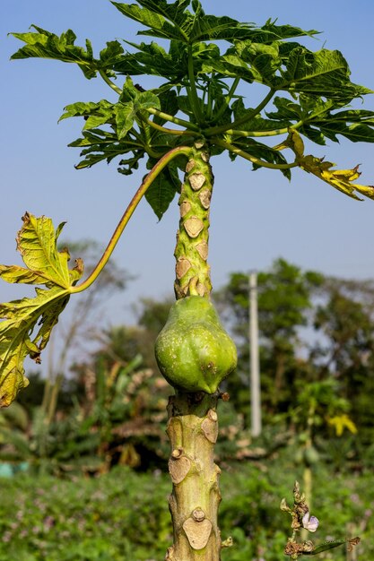 Rauwe papaja groeit op een ongezonde boom in de tuin