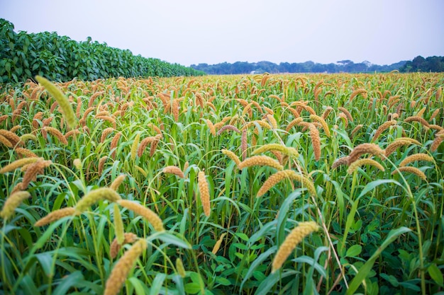 Rauwe rijpe gierstgewassen in de landschapsmening van de veldlandbouw