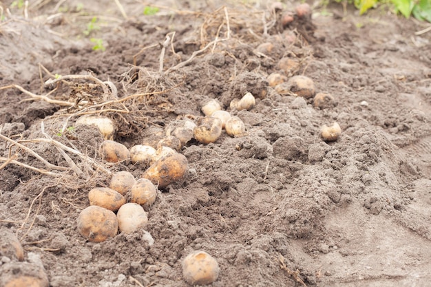 Rauwe uitgegraven aardappelen liggen met toppen op de grond