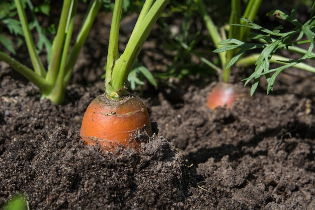 Rauwe wortel met toppen groeit. landbouw. close-up, macro.