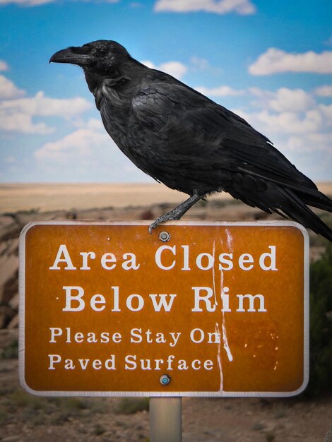 Foto uccello corvo appoggiato su un cartello stradale al parco nazionale della foresta pietrificata
