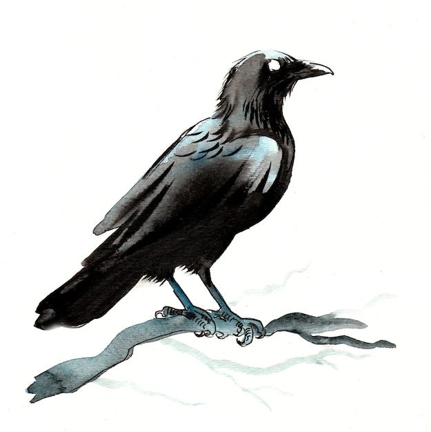 Raven bird sitting on a tree branch. Ink and watercolor drawing