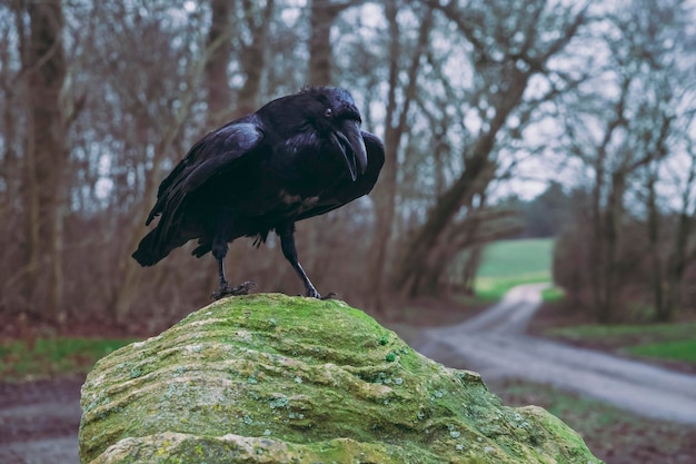 Raven on a boulder on crossroads in the evening forest