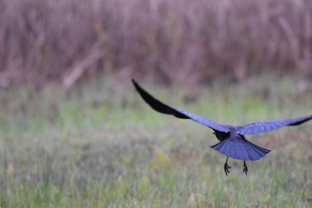 Foto un corvo che vola sopra un campo