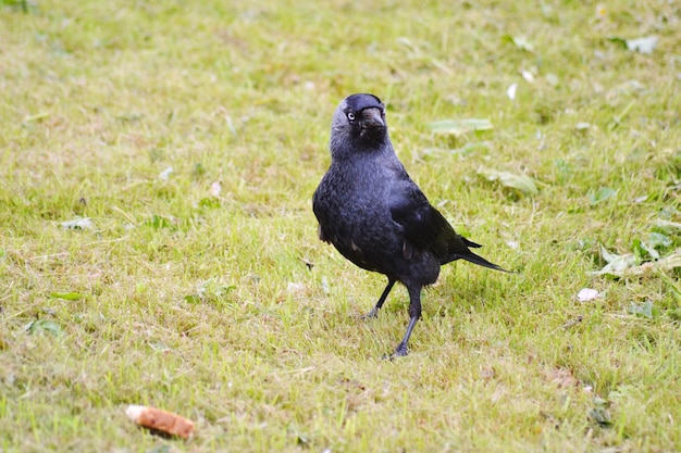 raven on grassy field
