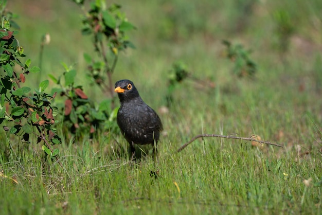 Raven perched on the ground foraging and looking at the grass in springtime