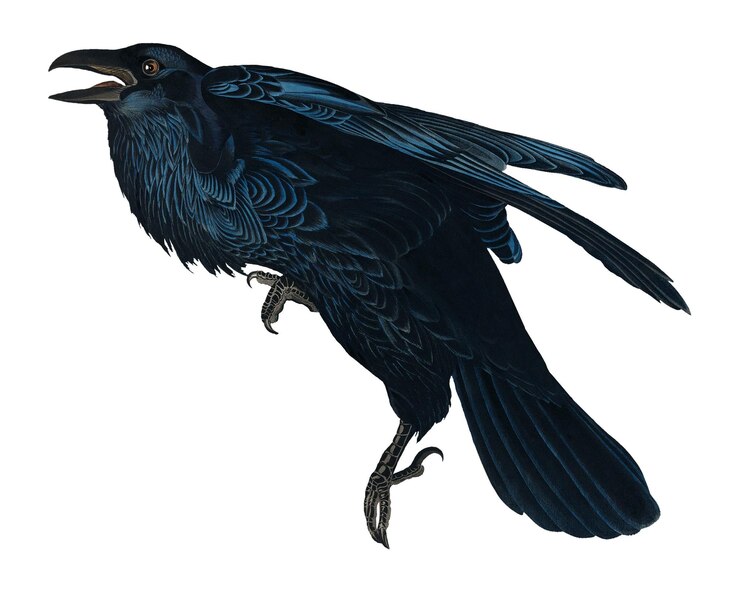 Foto raven png vogel sticker doorzichtige achtergrond