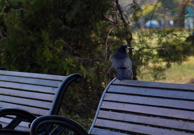 Raven sits in the park on a bench