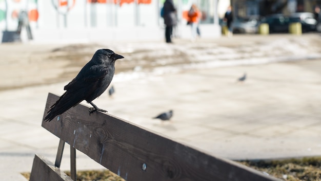 Raven sitting on a bench outside against the backdrop of the city. Focus on black bird, background blurred