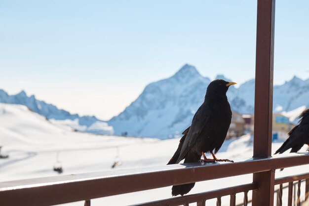 Raven seduto sulla ringhiera, corvo in montagna, uccello, sfondo sfocato, primo piano