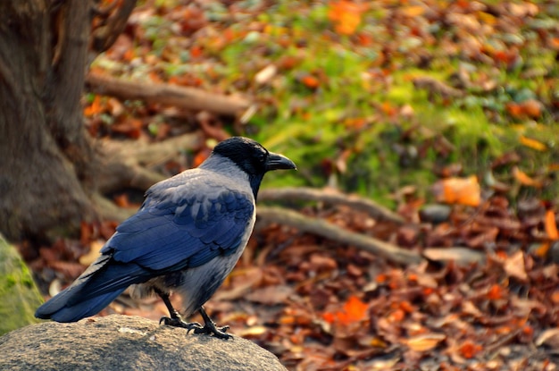 Raven on a stone