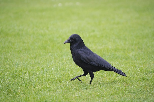 A Raven Walking in grass