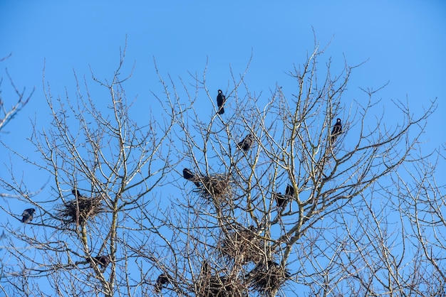 Raven zittend op een boom bij de nesten