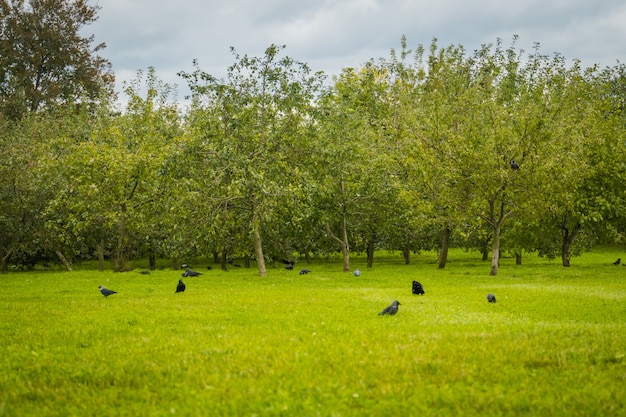 Вороны на лужайке парка