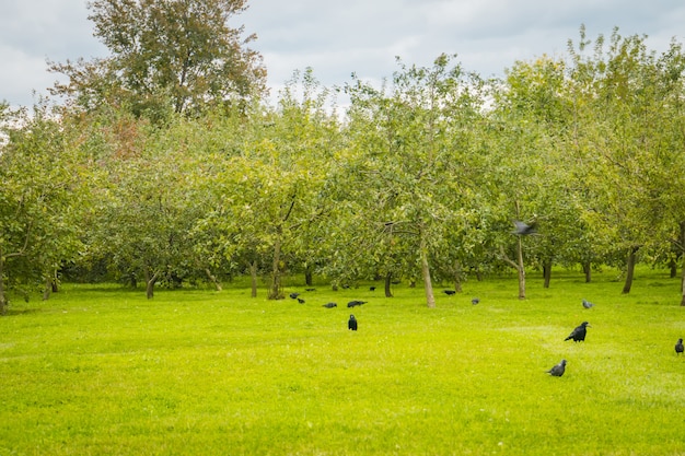 Photo ravens on the park lawn