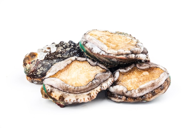 Raw abalones on the white background