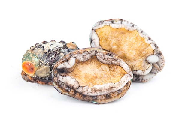 Raw abalones on the white background