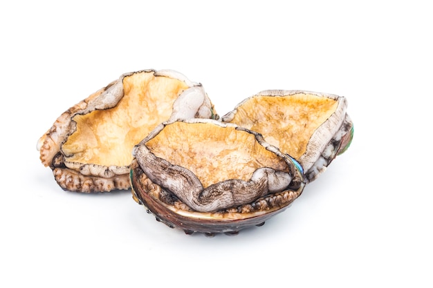 Raw abalones on the white background