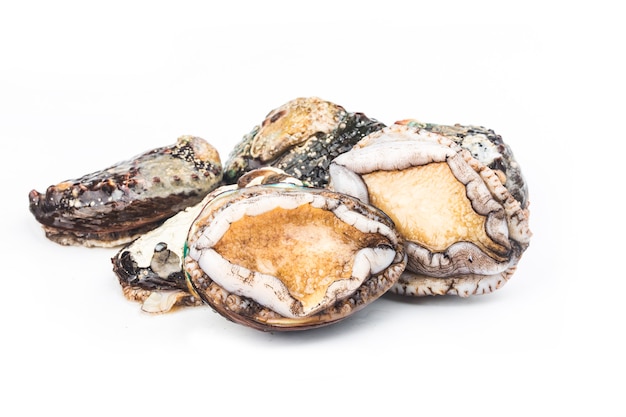 Raw abalones on the white background