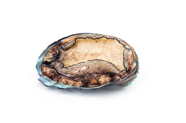 Raw abalones on white