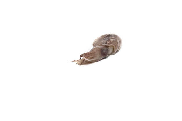 Raw baby squid on a white background Sea food concept