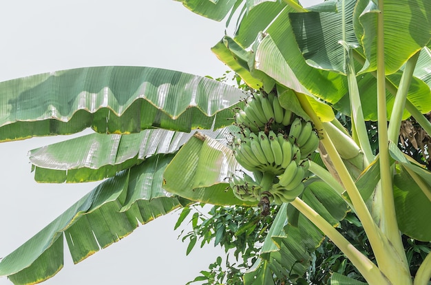 Photo raw banana bunch on the banana tree.