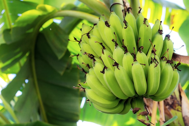 Raw banana on tree in farm with the sunlight.