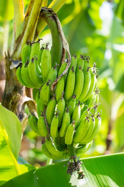 Raw bananas on the tree