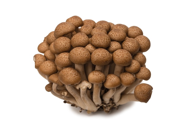 Сырые буковые грибы, изолированные на белом фоне