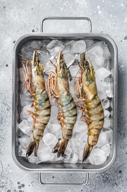 Raw Black tiger prawns shrimps on ice Seafood Gray background Top view