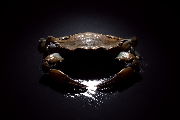 Raw blue crab over dark