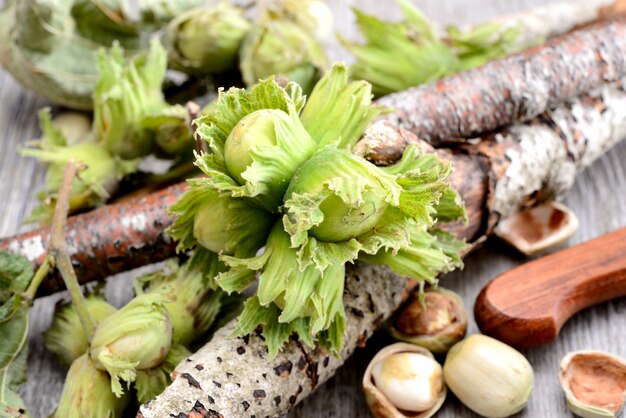 raw branch of Fresh hazelnuts