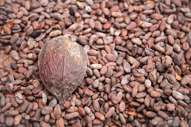 Raw cacao beans and pod