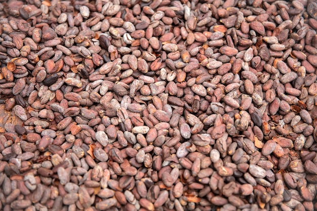 Raw cacao beans