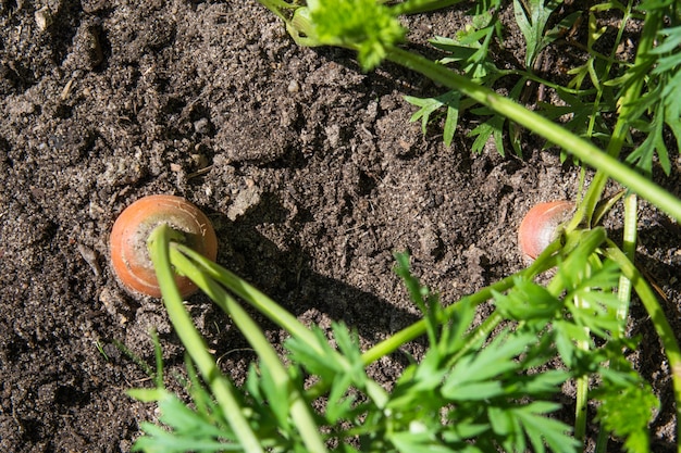 Carota cruda con cime sta crescendo. agricoltura. primo piano, macro.