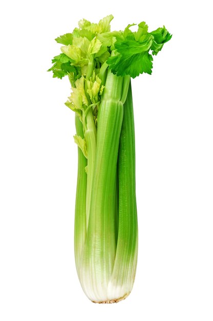 Raw celery twig on white background