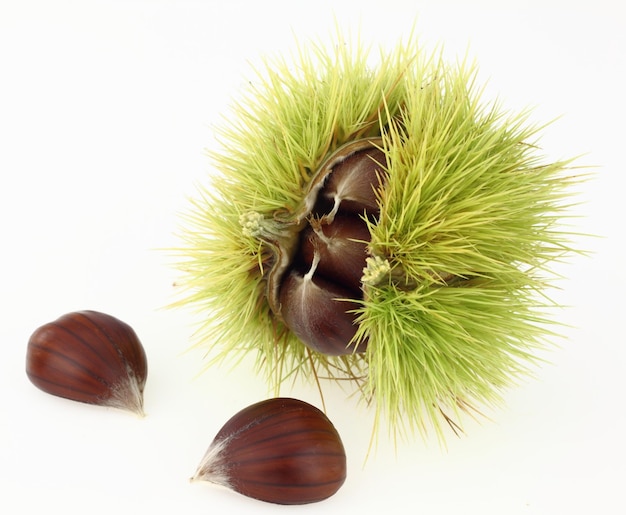 Raw chestnuts on white background