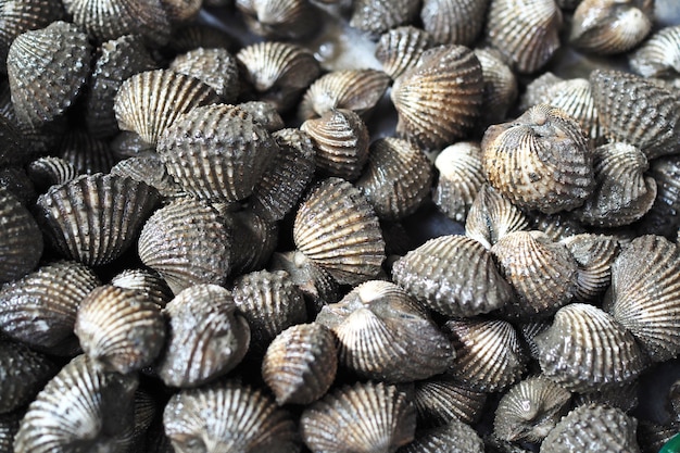 raw cockles for seafood background