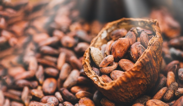 Raw cocoa beans 