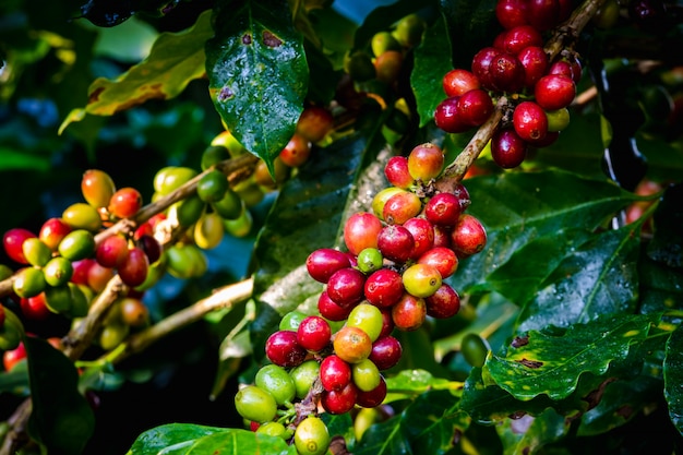 生のコーヒー豆と農業地域チェンライタイで雨季の葉