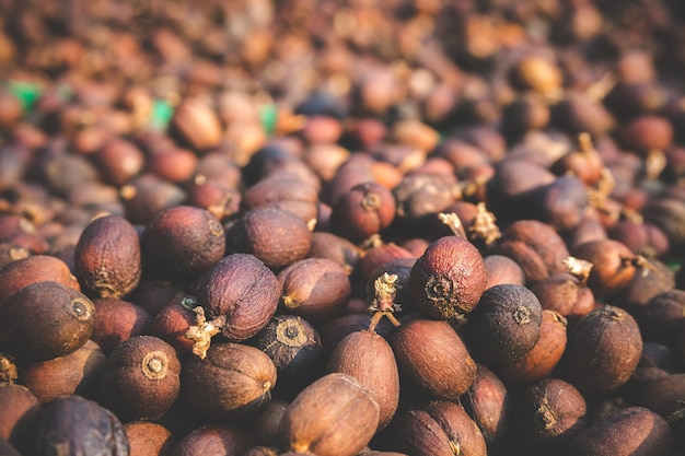 Raw coffee beans. Dry in the sun, not roasted or baked with heat.