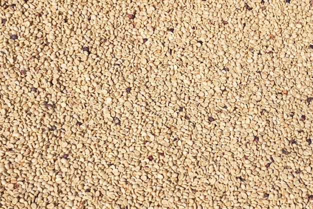 Сырые кофейные зерна натуральные, подвергшиеся воздействию солнечного света на сите