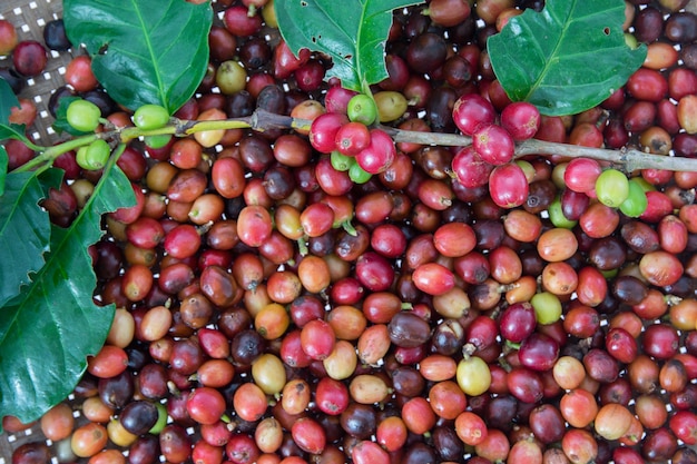 сырые кофейные вишни только на ветви кофейного завода на кофейных вишнях, собранных и готовых к стирке