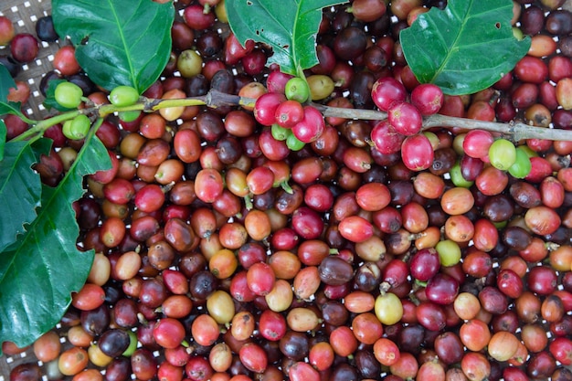 raw coffee cherries freshly on the branch of coffee plant on coffee cherries picked and ready for washing