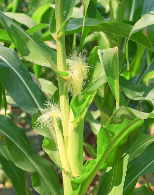 Raw corn on plant.