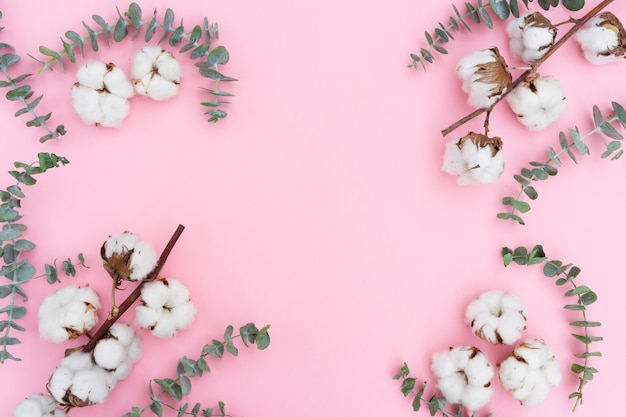 Raw cotton branch isolated on pink