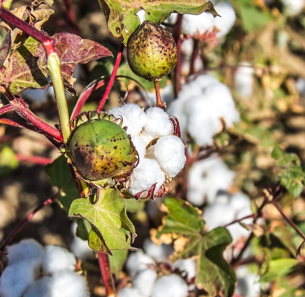 Raw cotton in a cotton field